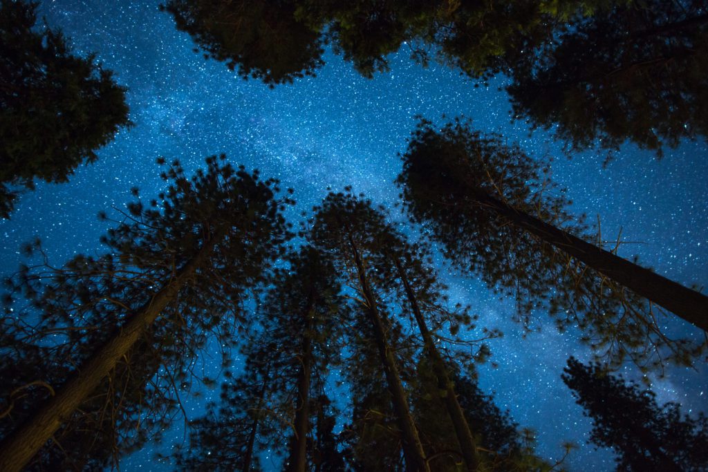 Yosemite night sky above the treetops filled with stars.