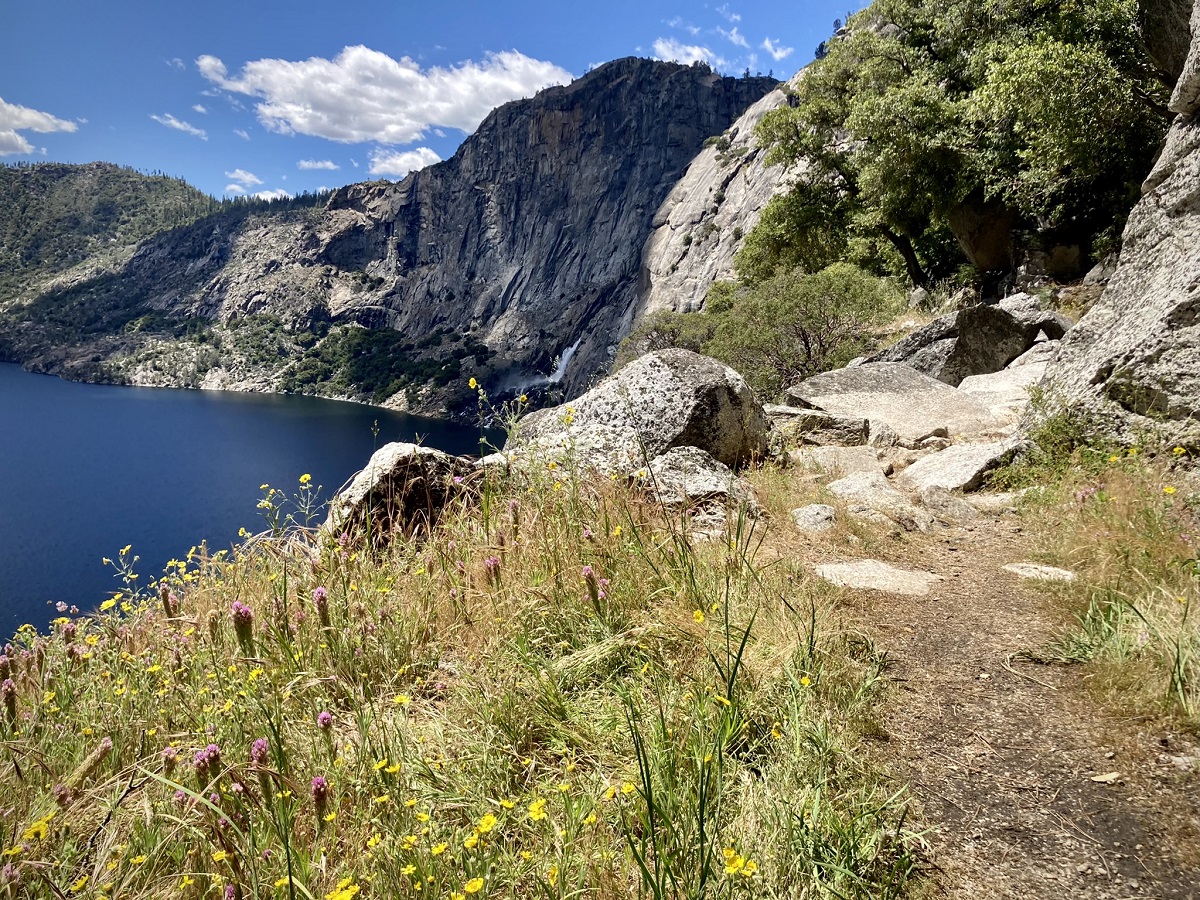 Wildflowers in Hetch Hetchy, Yosemite.