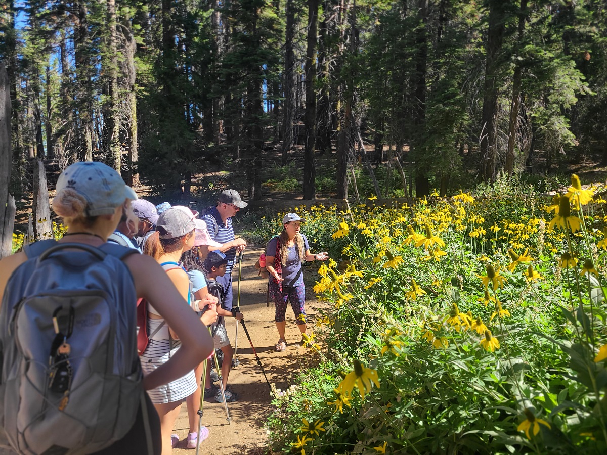 Hikers stopping to view yellow wildflowers during a guided hike in Yosemite.