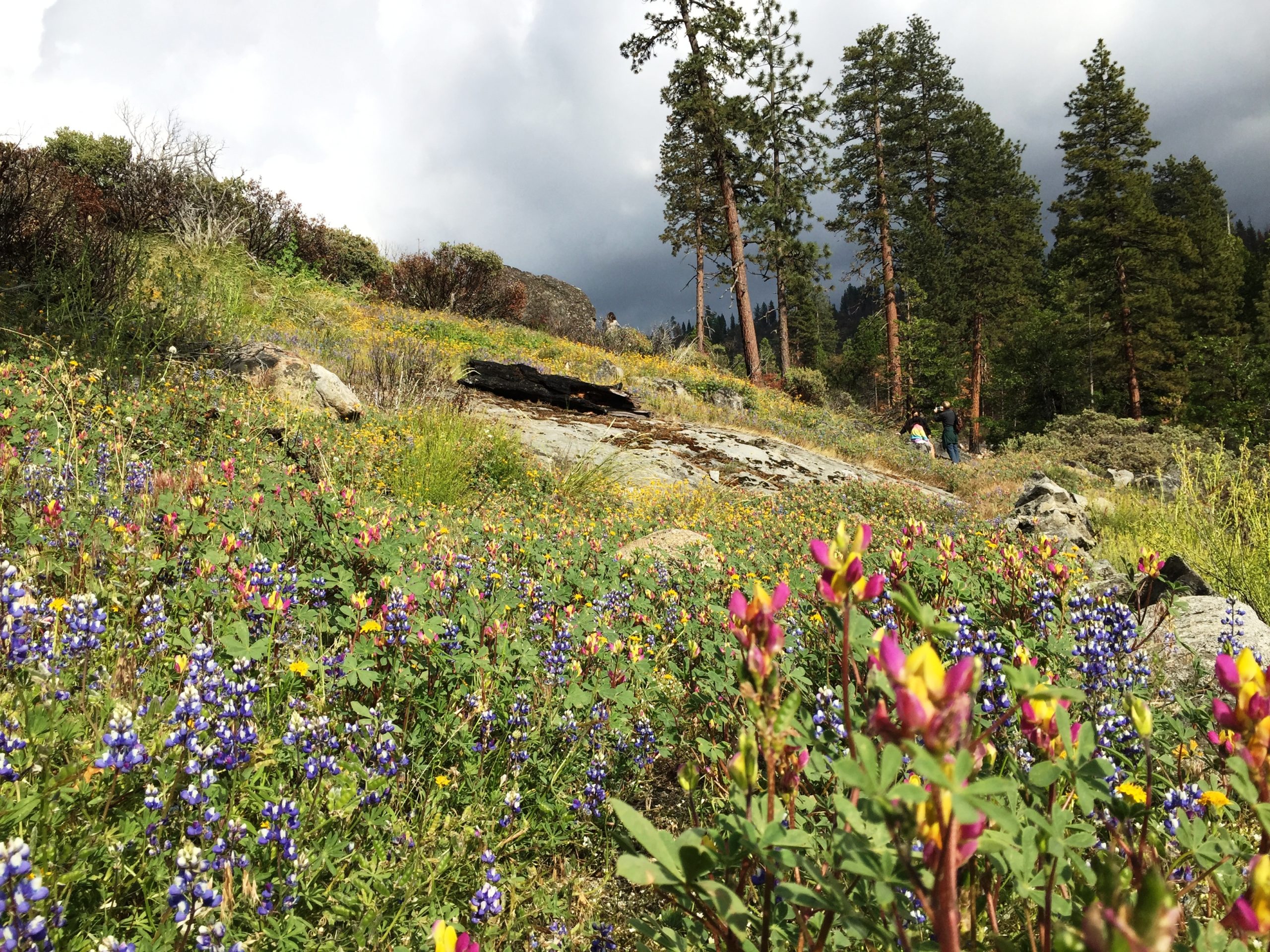 A patch of colorful wildflowers in Yosemite.